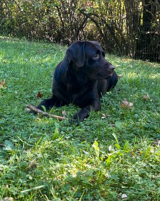 Labrador retriever per monta