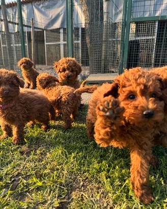 Cuccioli Barboncini nani Red