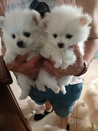 Cuccioli di Spitz di Pomerania