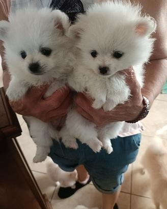 Cuccioli di Spitz di Pomerania