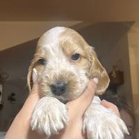 Cuccioli Cocker nati 28 Aprile