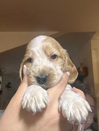 Cuccioli Cocker nati 28 Aprile