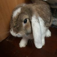 Coniglio Ariete Nano