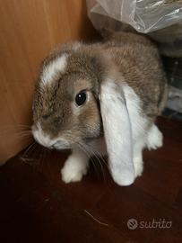 Coniglio Ariete Nano