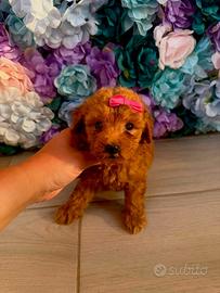 Cuccioli di barboncino toy