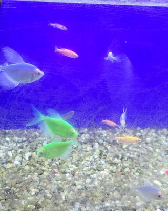 Glow fish