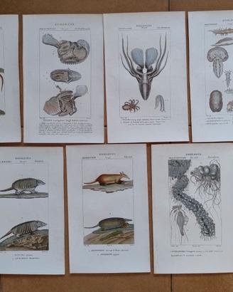 Litografie Botanica Zoologia 1831 Batelli Firenze