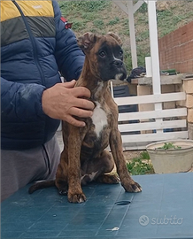 Cucciola boxer