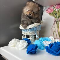 Spitz pomerania MASCHIO cucciolo TOY pedigree