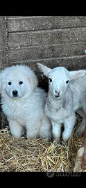 Cuccioli di pastore dei pirenei