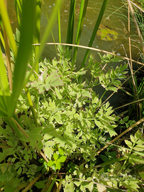 Piante da laghetto ossigenanti palustri