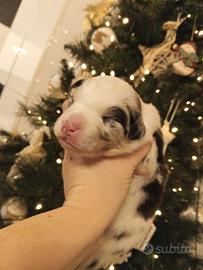 Cuccioli di Australian