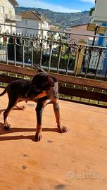pinscher