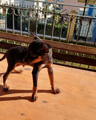 pinscher