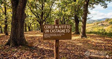 Castagneto Marroneta da frutti