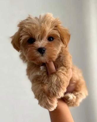 Cuccioli di maltipoo