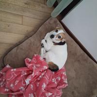 Jack Russel