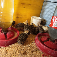 Quaglie Jambo pulcini.pulcinotti.adulte