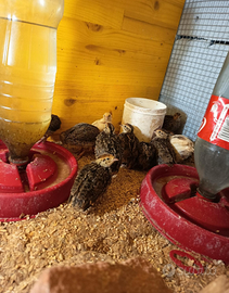 Quaglie Jambo pulcini.pulcinotti.adulte