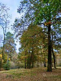 Terreno boschivo 6500 mq recintato