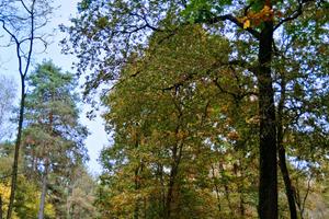 Terreno boschivo 6500 mq recintato