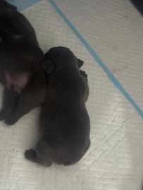 Cucciolo bulldog francesi