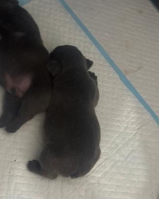 Cucciolo bulldog francesi