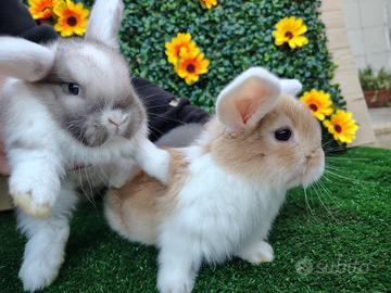 Conigli Ariete Nani