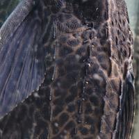 Pesce