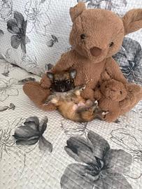 Chihuahua mini toy