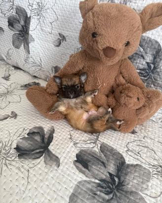 Chihuahua mini toy