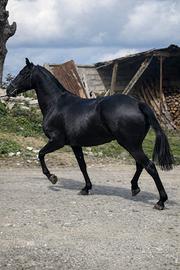 Fattrice Pura Raza Española Cartujana