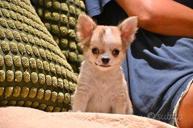 Cuccioli di Chihuahua