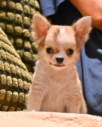Cuccioli di Chihuahua