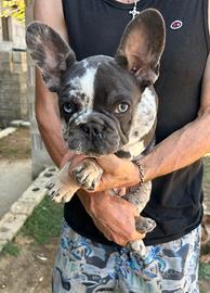 Cuccioli bulldog francese blu e blu merle