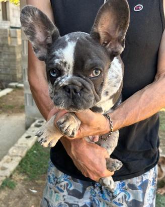 Cuccioli bulldog francese blu e blu merle