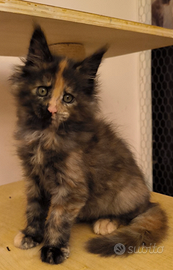 Cuccioli Maine Coon