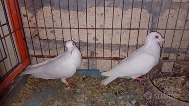 Colombe bianche