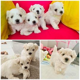 Cucciolata di maltese