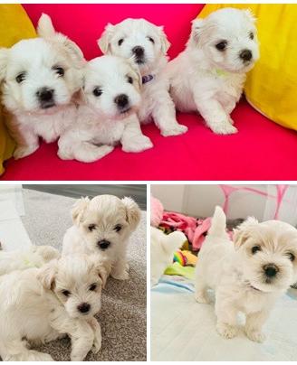 Cucciolata di maltese