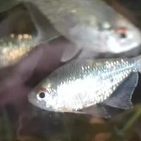 Tetra diamante (Moenkhausia Pittieri)