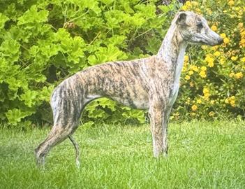 Whippet femmina13 mesi
