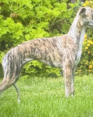 Whippet femmina13 mesi
