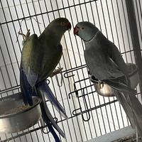 Parrocchetti dal collare coppia