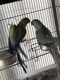 Parrocchetti dal collare coppia