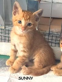 Sunny micio rosso di 4 mesi