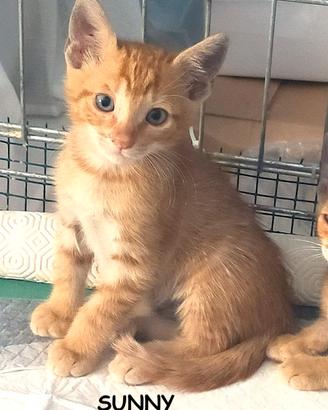 Sunny micio rosso di 4 mesi