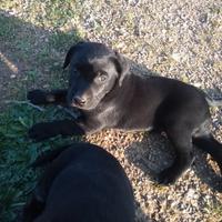 Cuccioli di Labrador
