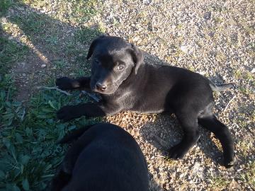 Cuccioli di Labrador