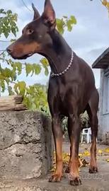Dobermann